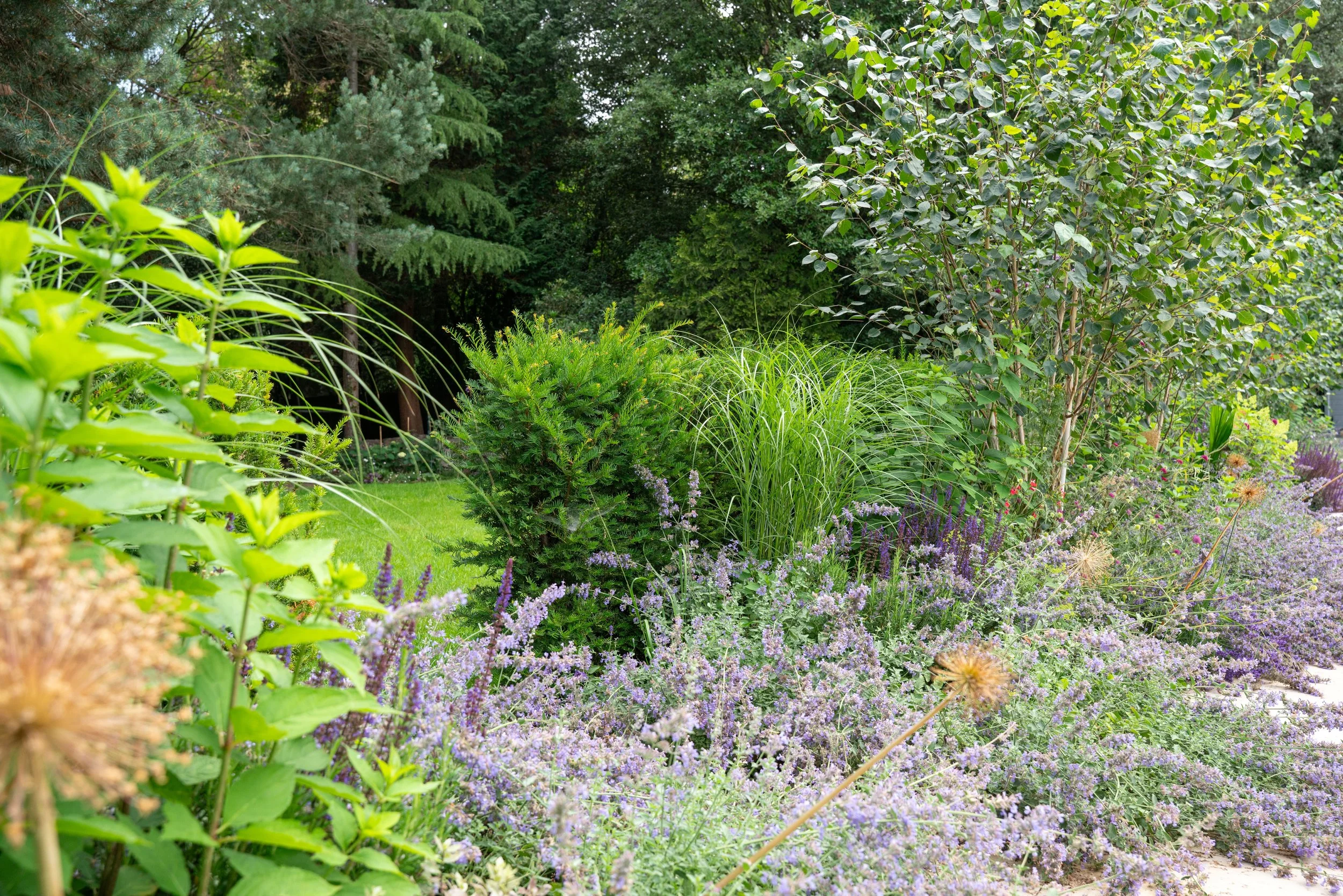 Nepeta-fronted border with birch and clipped hedging in a designed garden in Weybridge, Surrey
