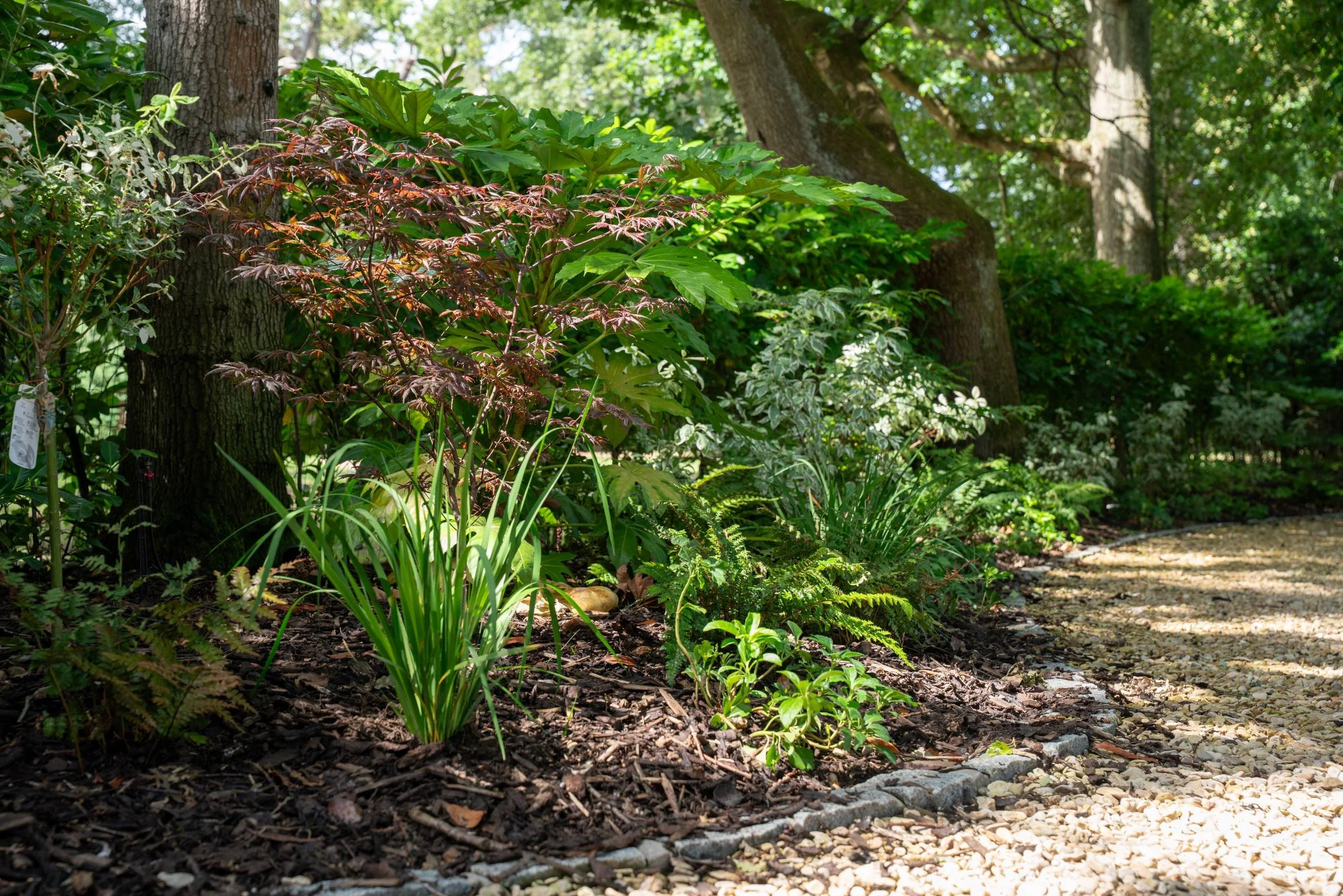 Front garden planting beneath mature trees beside the gravel drive, Weybridge