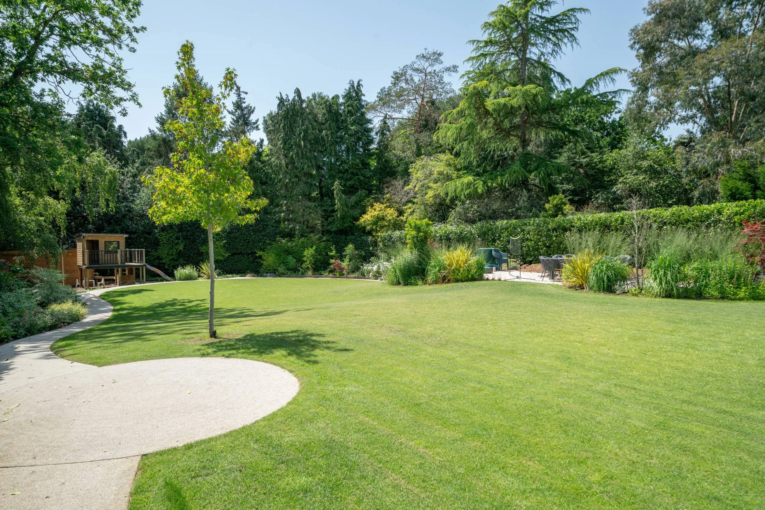 Specimen tree in the lawn of a Cobham garden planted by The Plant Hunter