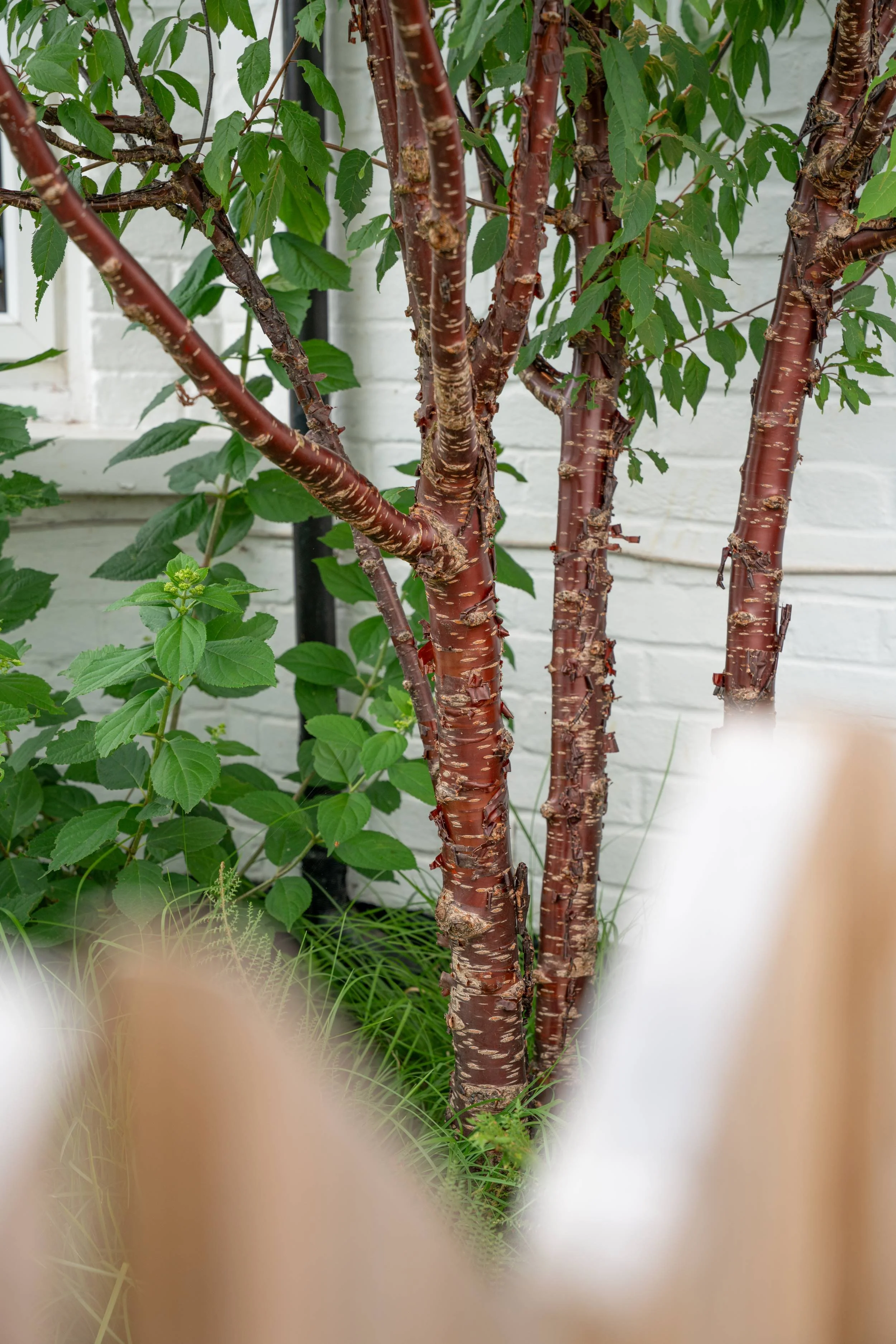 Peeling mahogany bark of a multi-stem Prunus serrula in a Cobham front garden designed by Paul Studholme