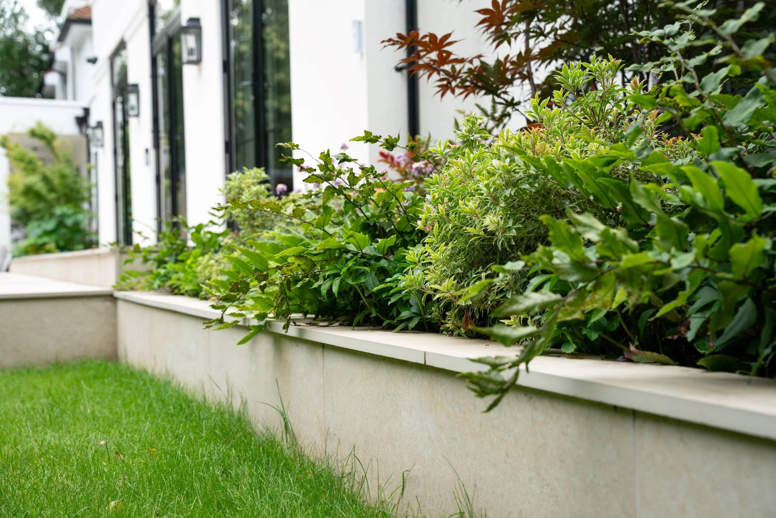 Raised bed planting softening the house in a family garden in Weybridge