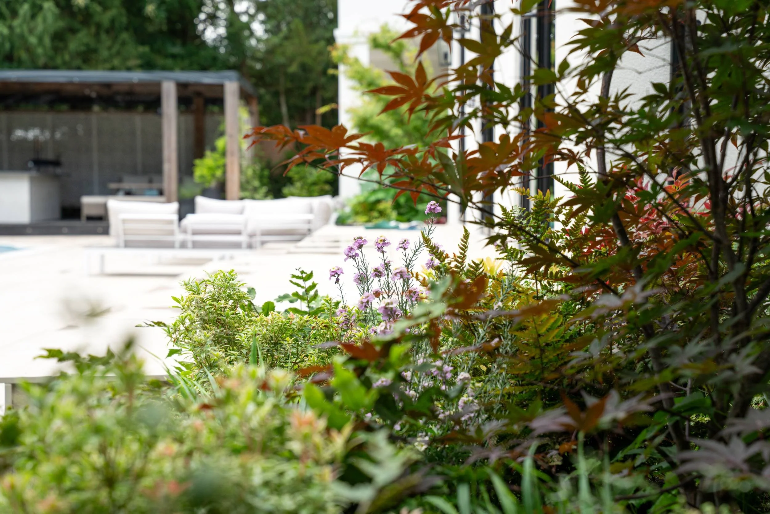 Sofa terrace with the pool beyond and Nepeta in the foreground, Weybridge family garden