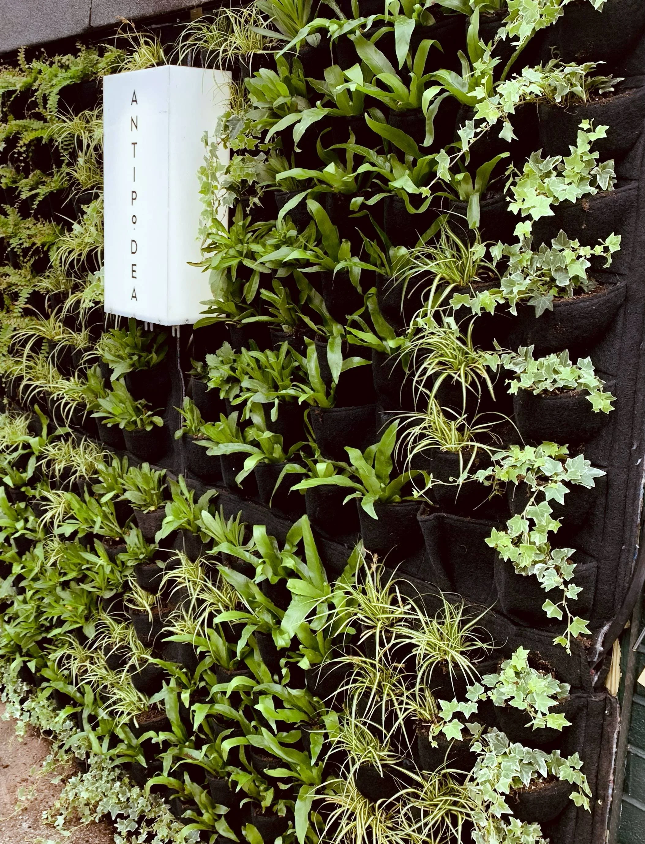 Newly planted Fytotextile living wall on the gun emplacement at Radnor Gardens Cafe, Twickenham