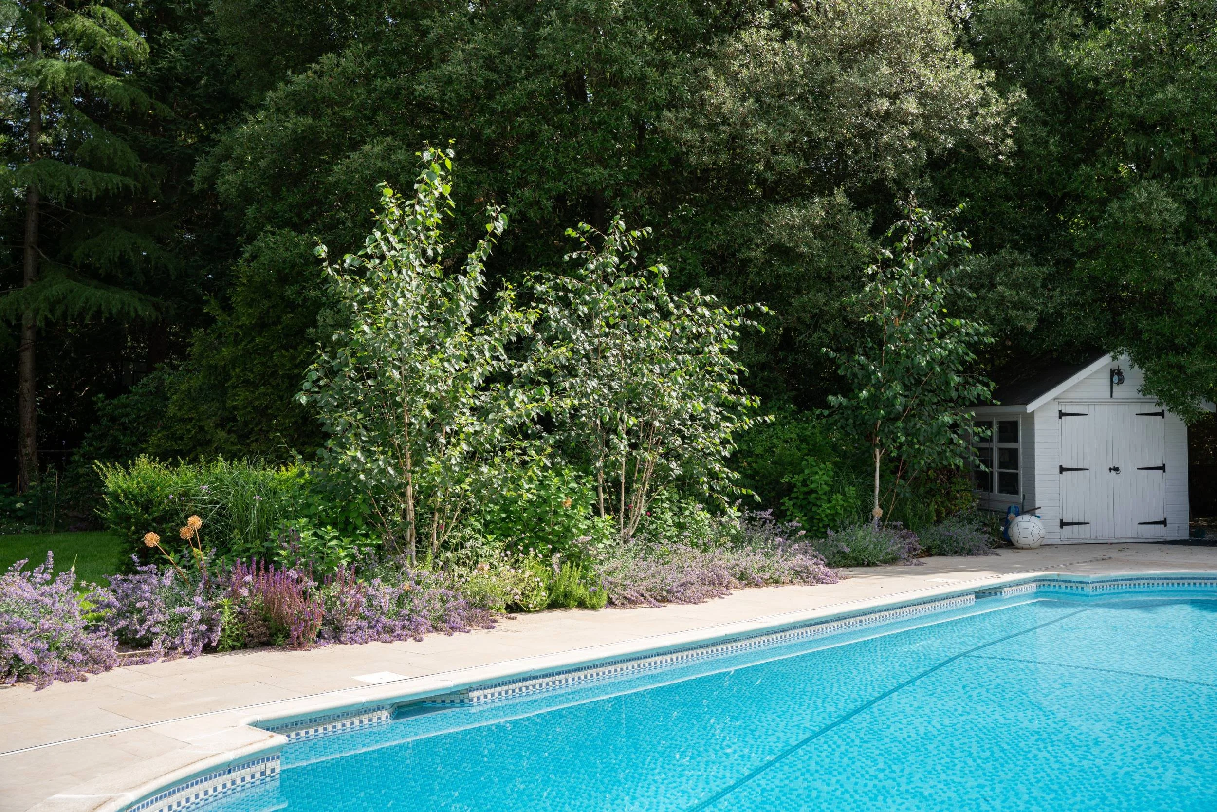 Pool with the young birch bed and garden store behind, Weybridge family garden