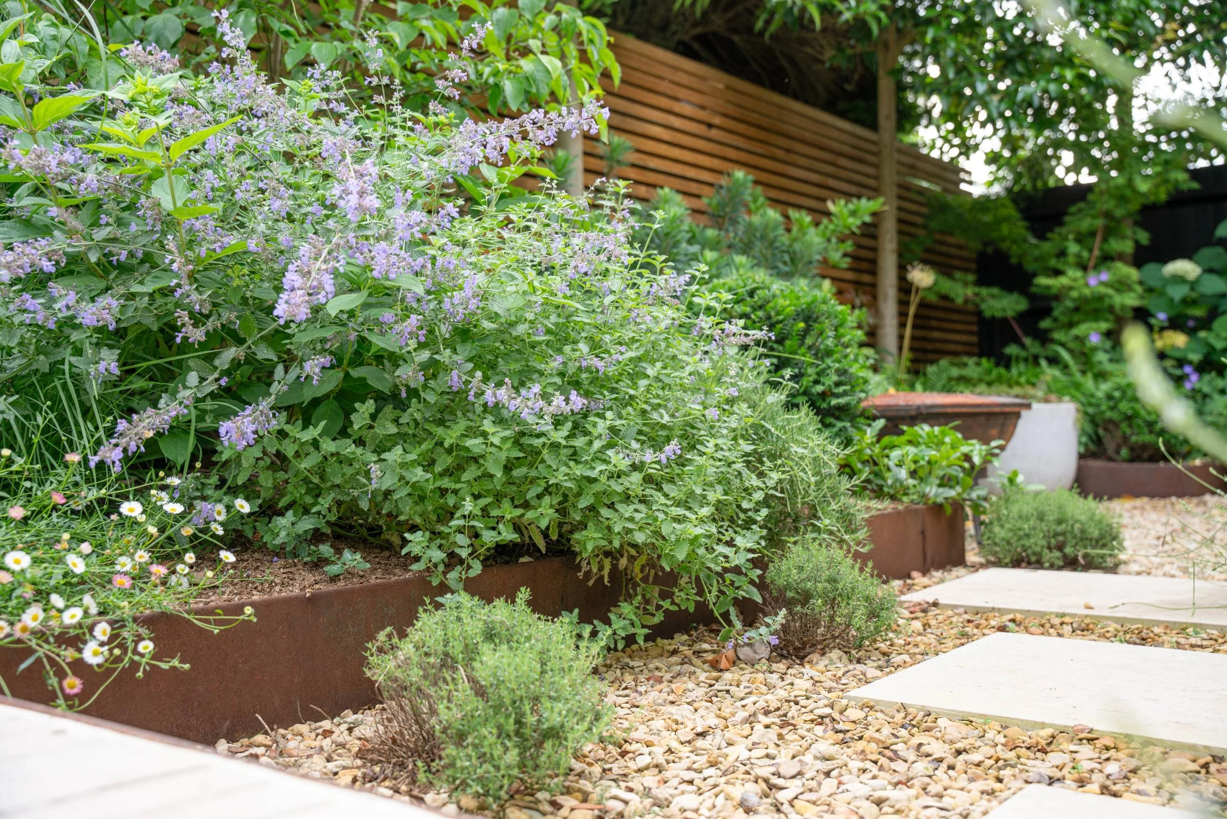 Mixed border along a gravel path in a small town garden in Cobham, designed by Paul Studholme