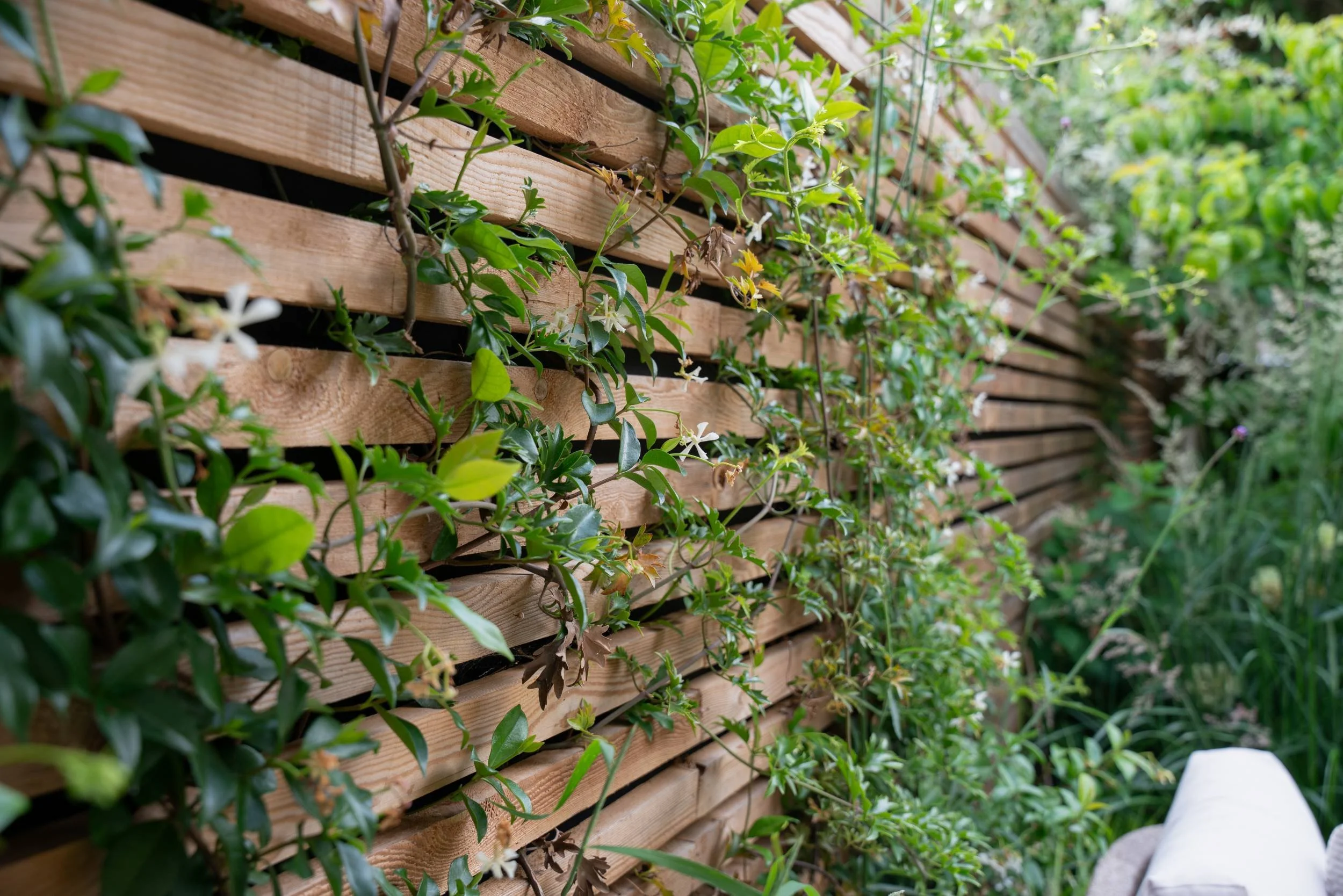 Trachelospermum jasminoides and Clematis ‘Avalanche’ climbing a slatted screen