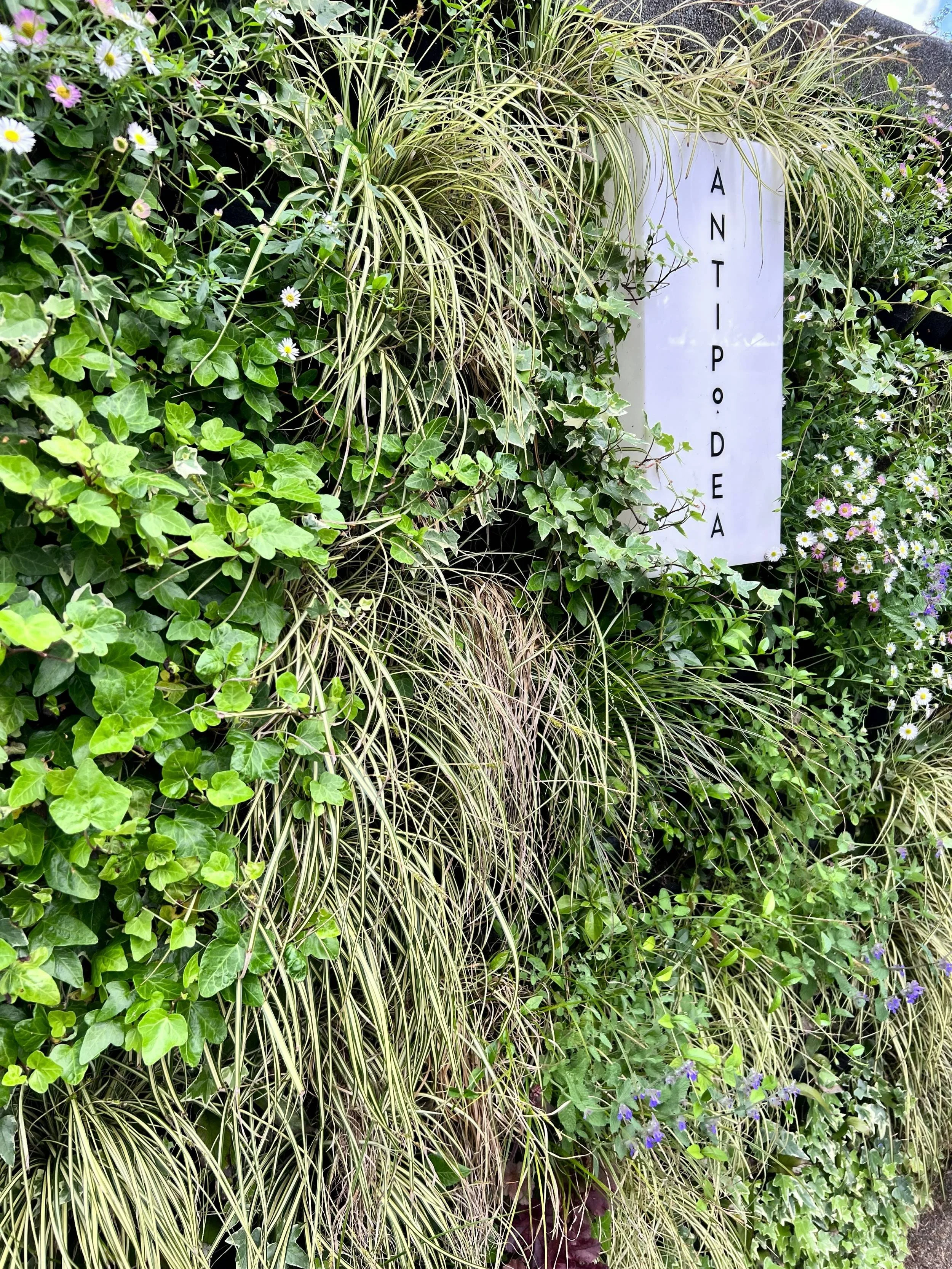 Carex, ivy and Erigeron in the Fytotextile living wall at Radnor Gardens Cafe, Twickenham