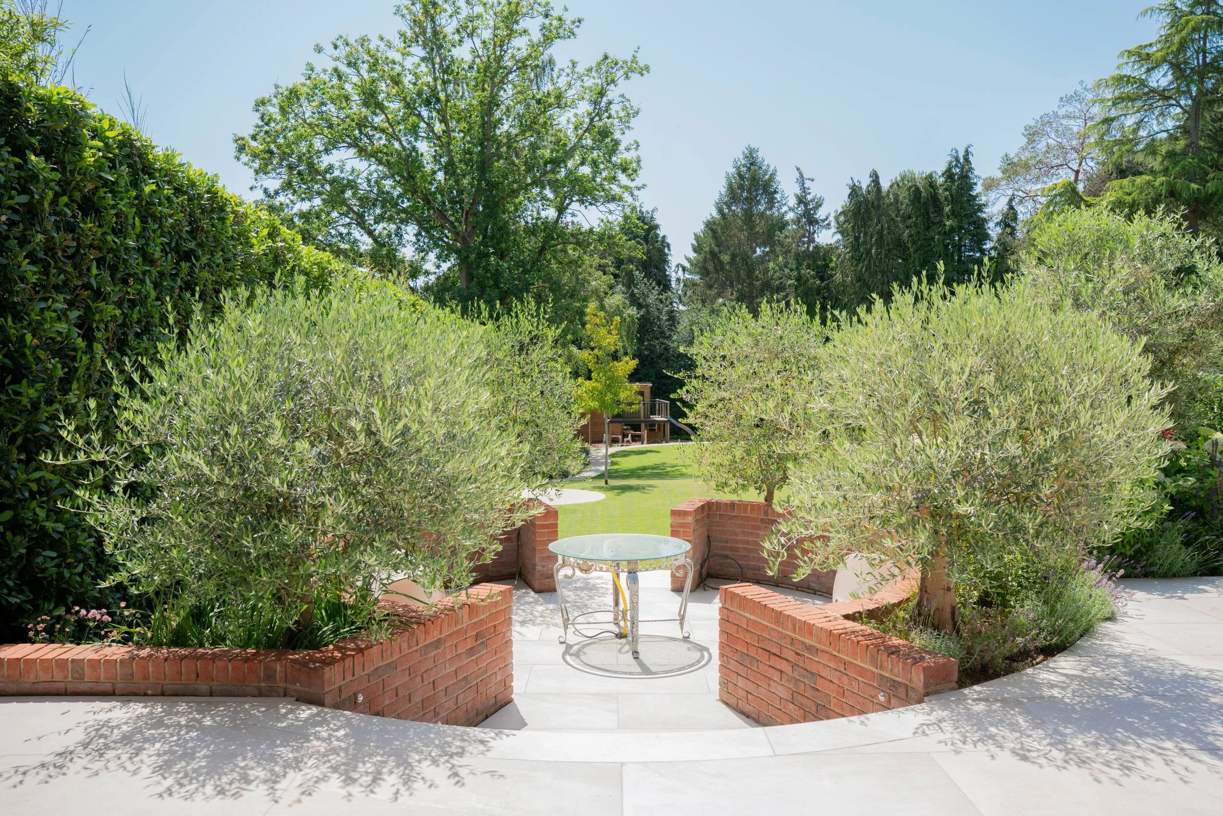 Mature Olea europaea beside a terrace in a Cobham garden designed by The Plant Hunter