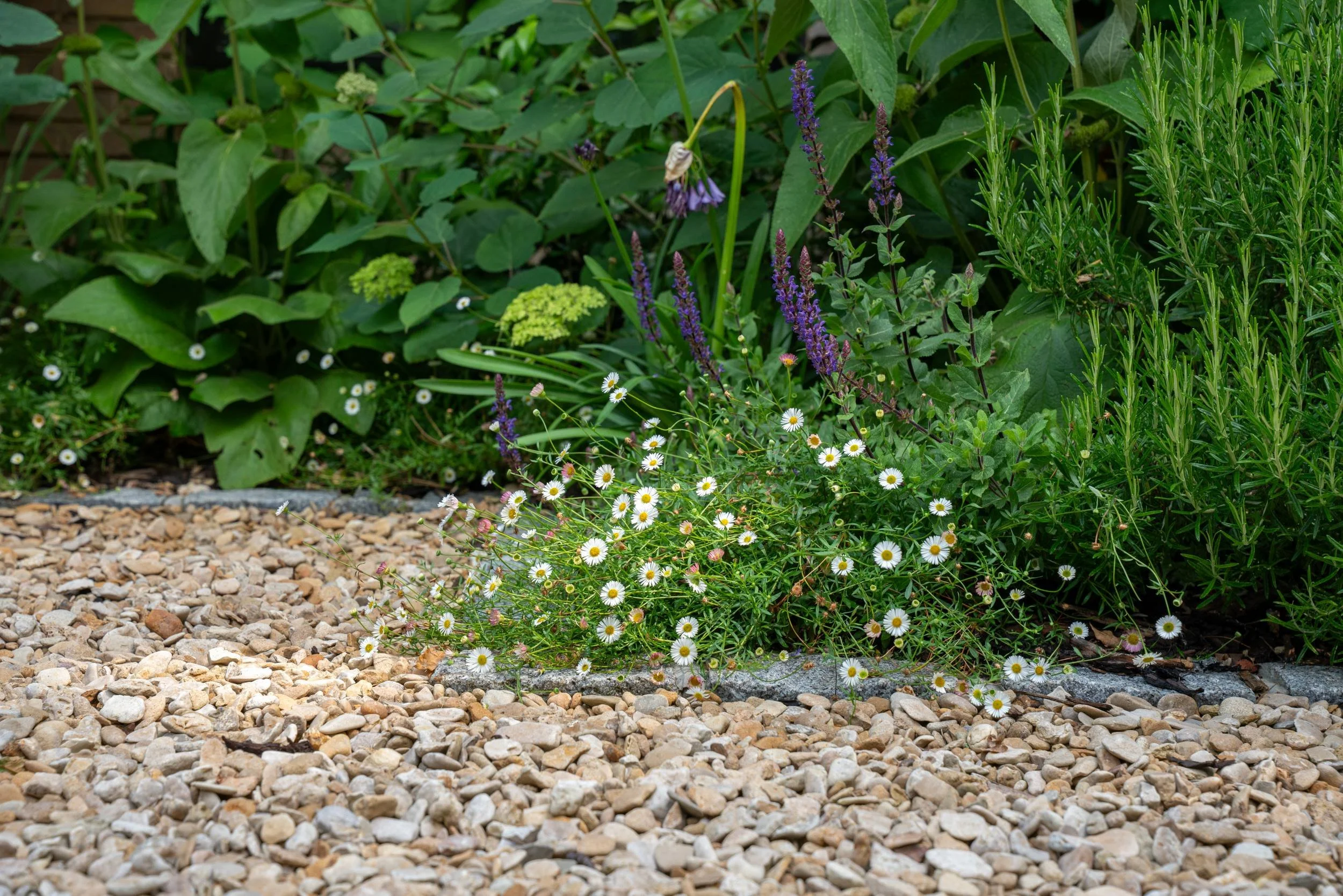 Erigeron karvinskianus self-seeded in the gravel, Weybridge family garden