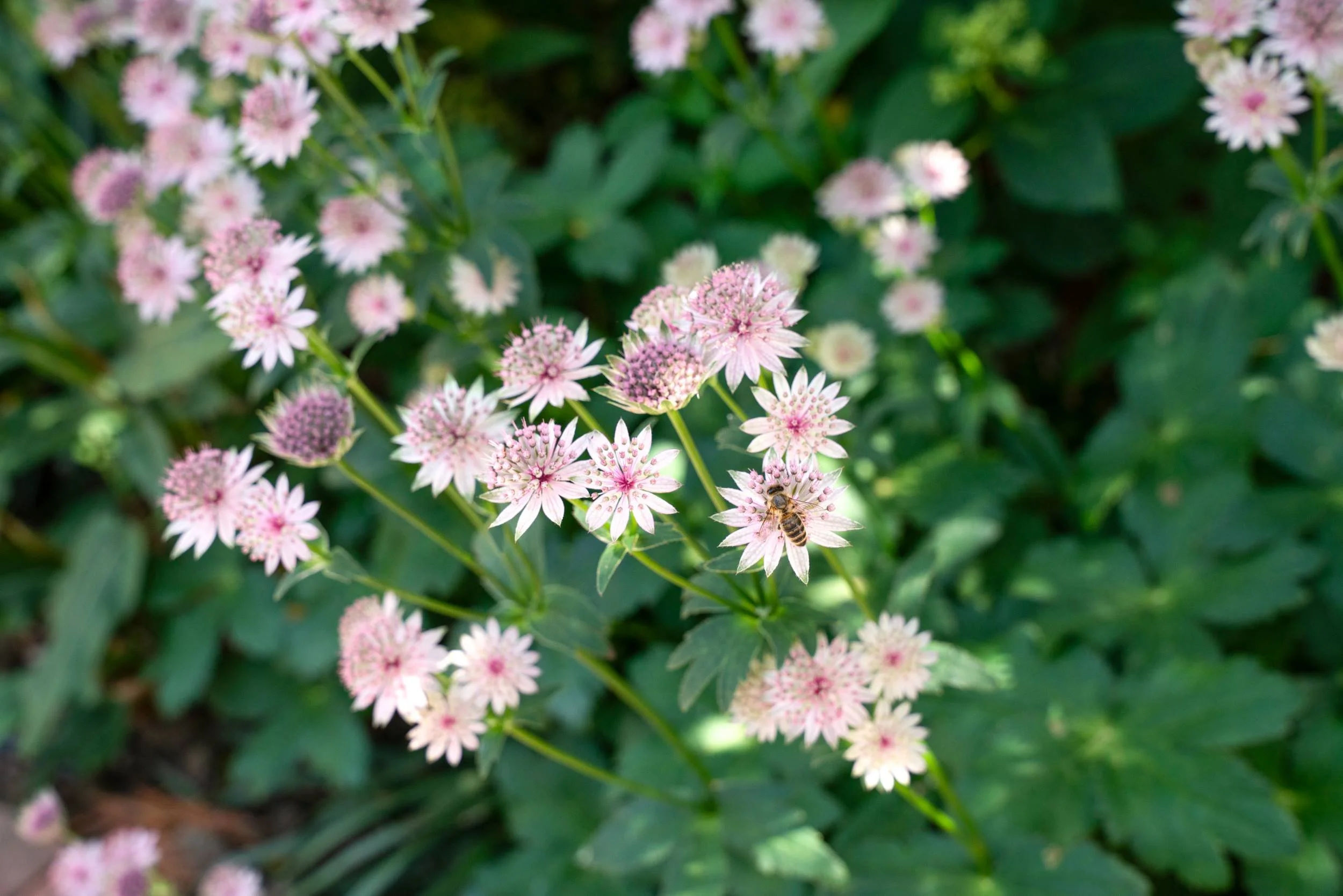 Astrantia flowering in a Cobham garden planted by The Plant Hunter