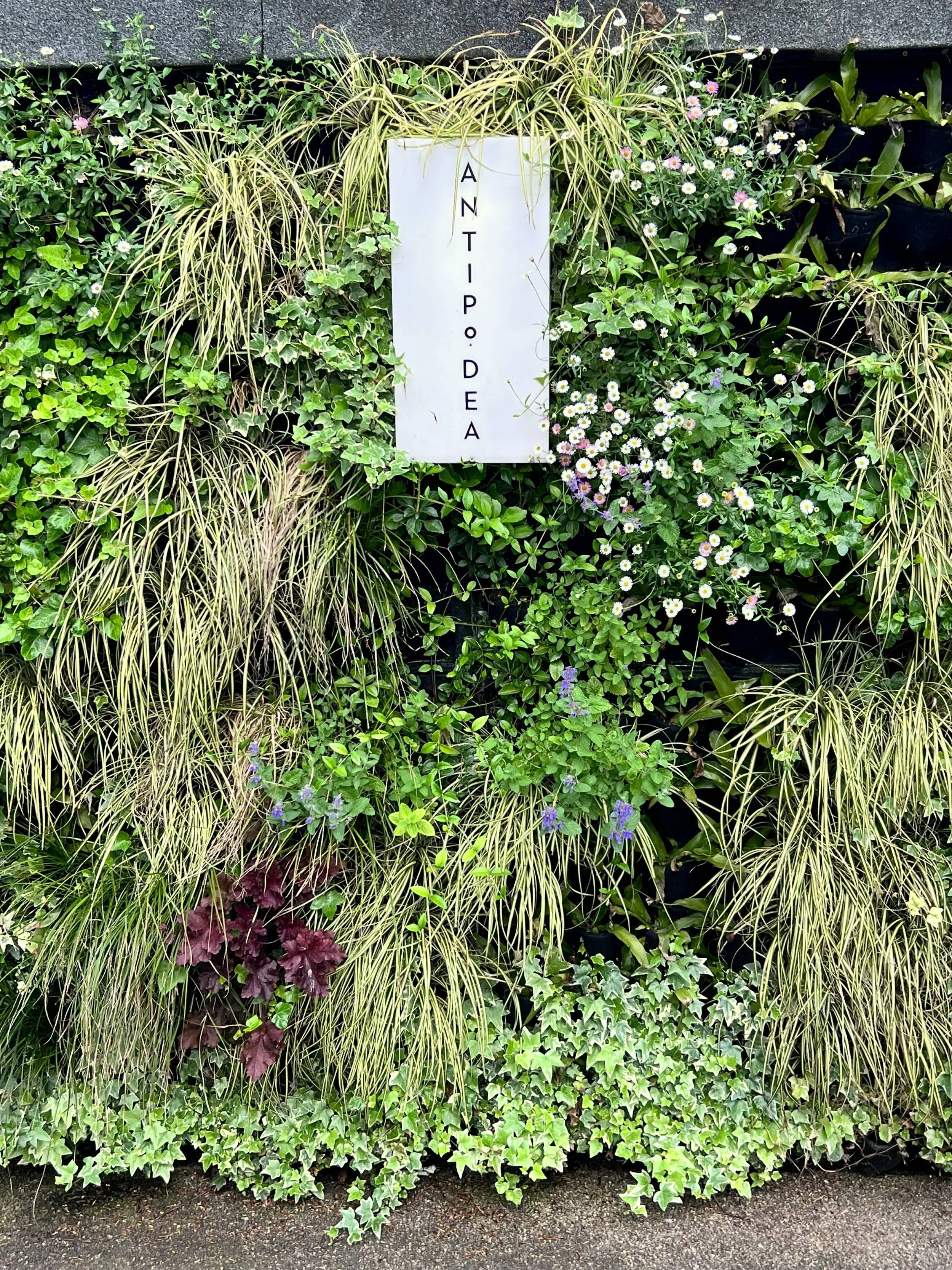 Fytotextile living wall of Heuchera, Carex, Erigeron, Ajuga and ivy on the former gun emplacement at Radnor Gardens Cafe, Twickenham
