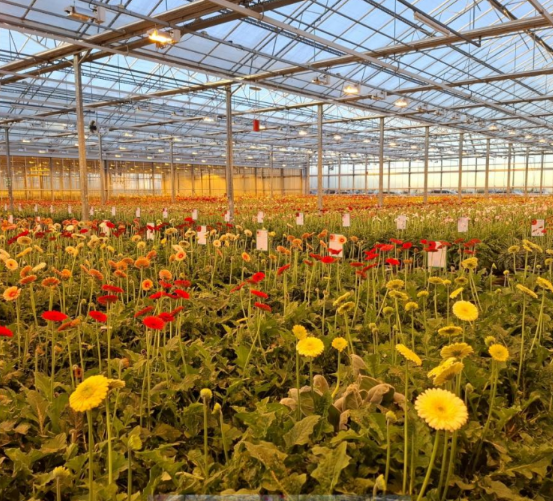 Werkbezoek HilverdaFlorist en Duijnisveld Paprika’s op uitnodiging van Greenport Aalsmeer
