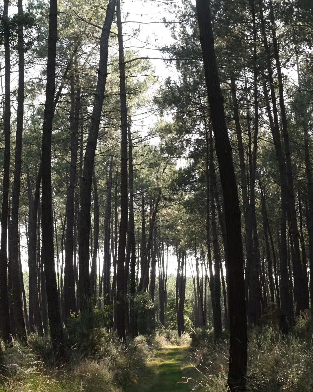 Partir.
Mieux revenir. 🧘&zwj;♀️
Petits bouts de saison v&eacute;cus dans mon &eacute;l&eacute;ment 💦🌊

1-2-5 : Landes
3-4 : Corse 
6 : 🏠

#professeurdeyoga #pranayamas #kriyas #meditation #respiration #professeuredeyoga #profdeyogatoulouse #yogat
