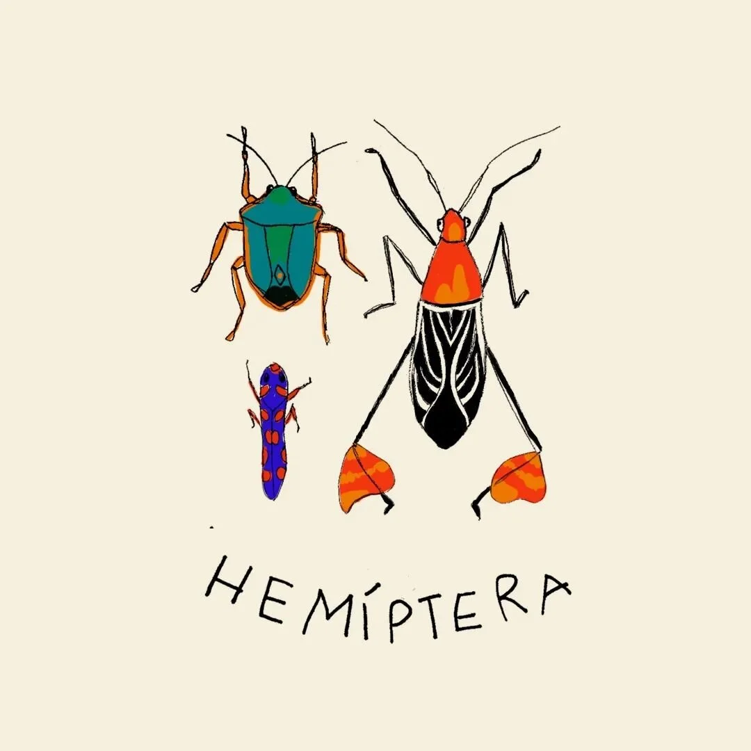 Hemiptera, del griego hēmi, &quot;mitad&quot; y pter&oacute;n: &quot;ala&quot;, es un orden de insectos que comprende unas 104,000 especies. Su nombre alude a que en muchos de ellos las alas anteriores est&aacute;n divididas en una secci&oacute;n bas