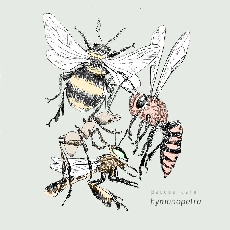 🐝Hymenoptera constituye uno de los &oacute;rdenes con la mayor cantidad de insectos. (unas 153.000 especies descritas) Del griego Hymen: membrana y pteron: ala. Se caracterizan por tener alas membranosas. Comprende a las abejas, abejorros, avispas y