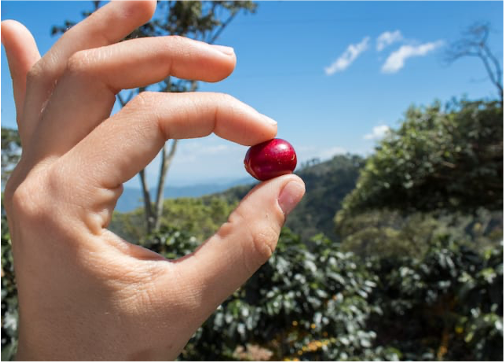 fruto café.png