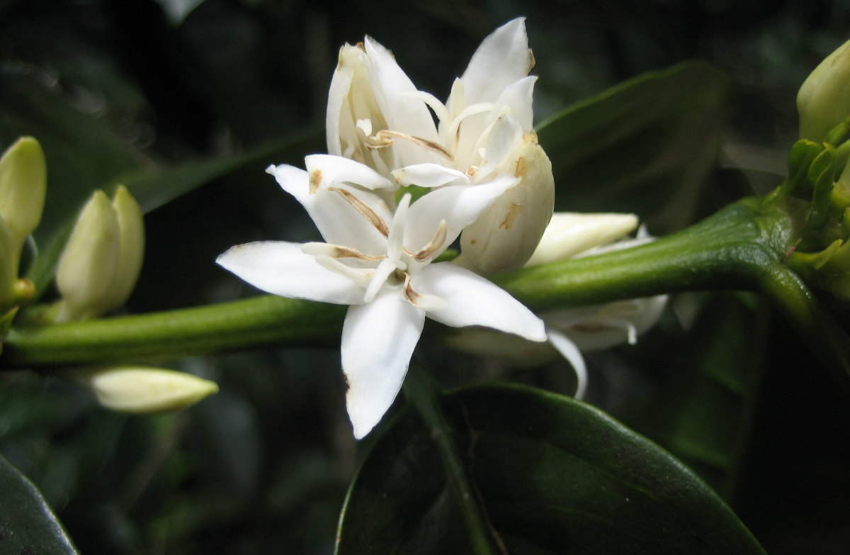 flor de café V2.png