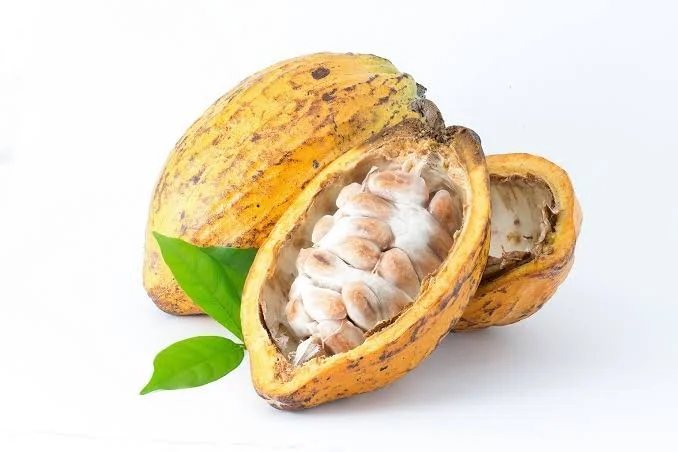 El secreto del Cacao Blanco de Piura