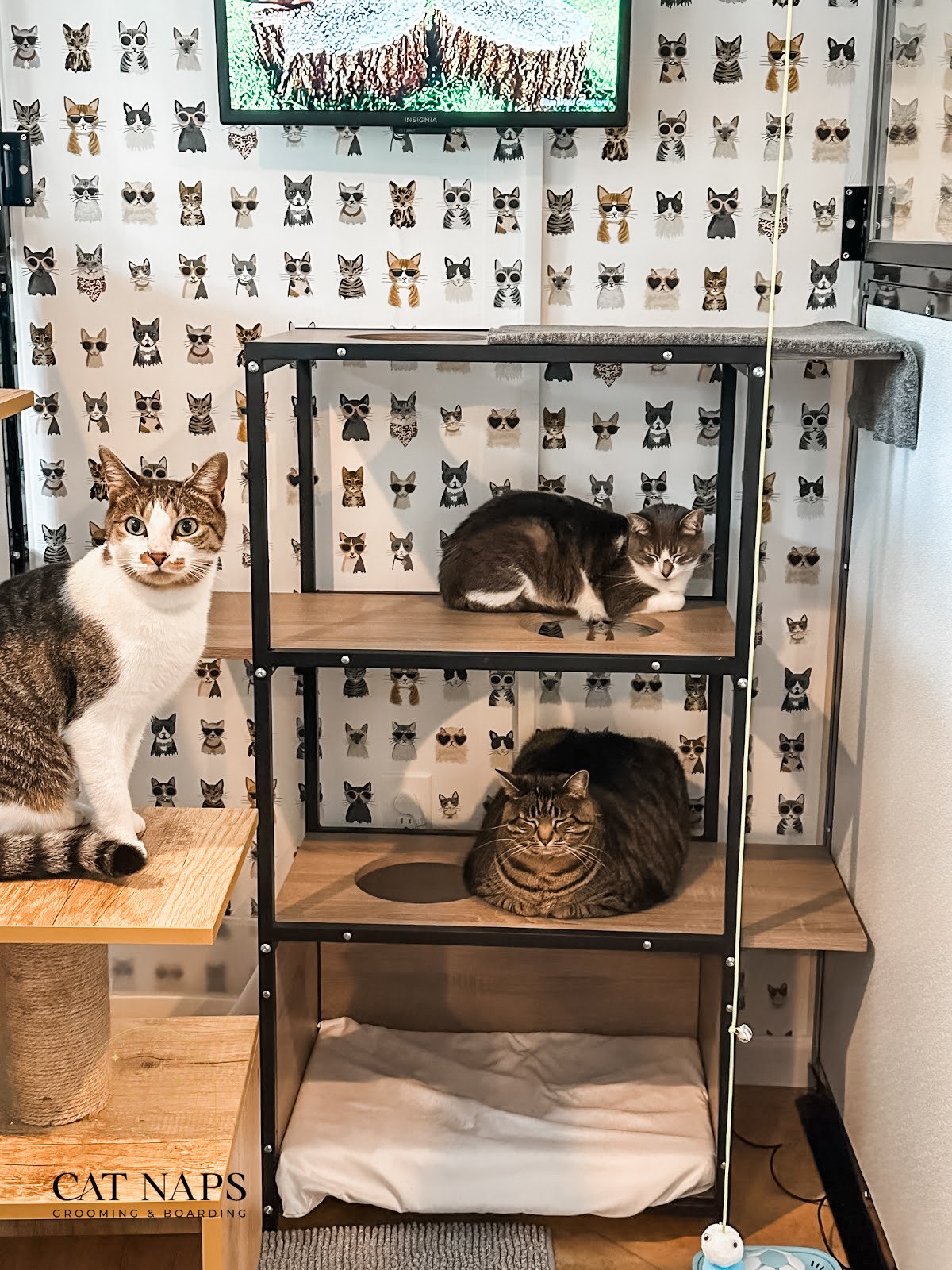 Cat Boarding Cat Hotel NJ00013.JPG