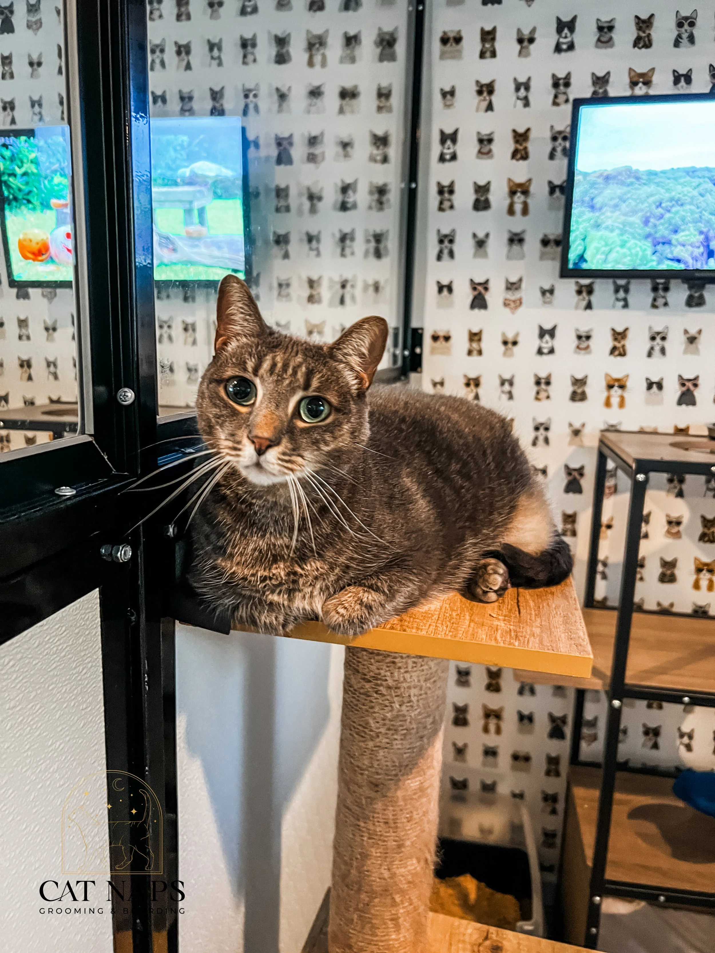 Cat Grooming Cats Only Boarding Near Me Dog Cat Boarding Rover