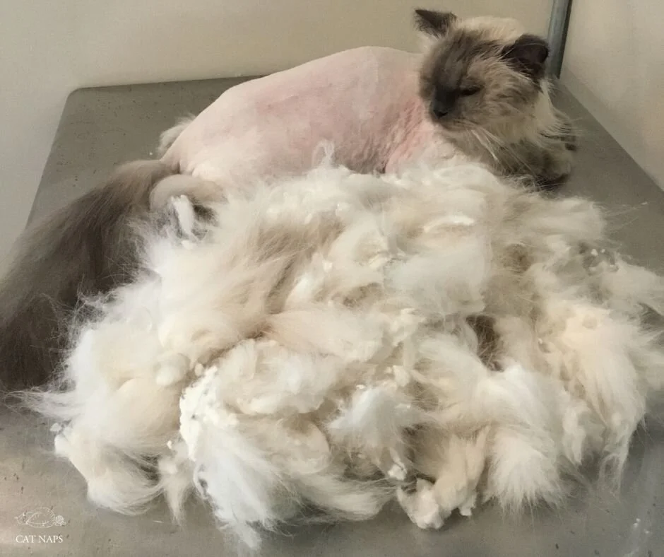 Thumbnail for Cat Armpit Hair Matted Removal