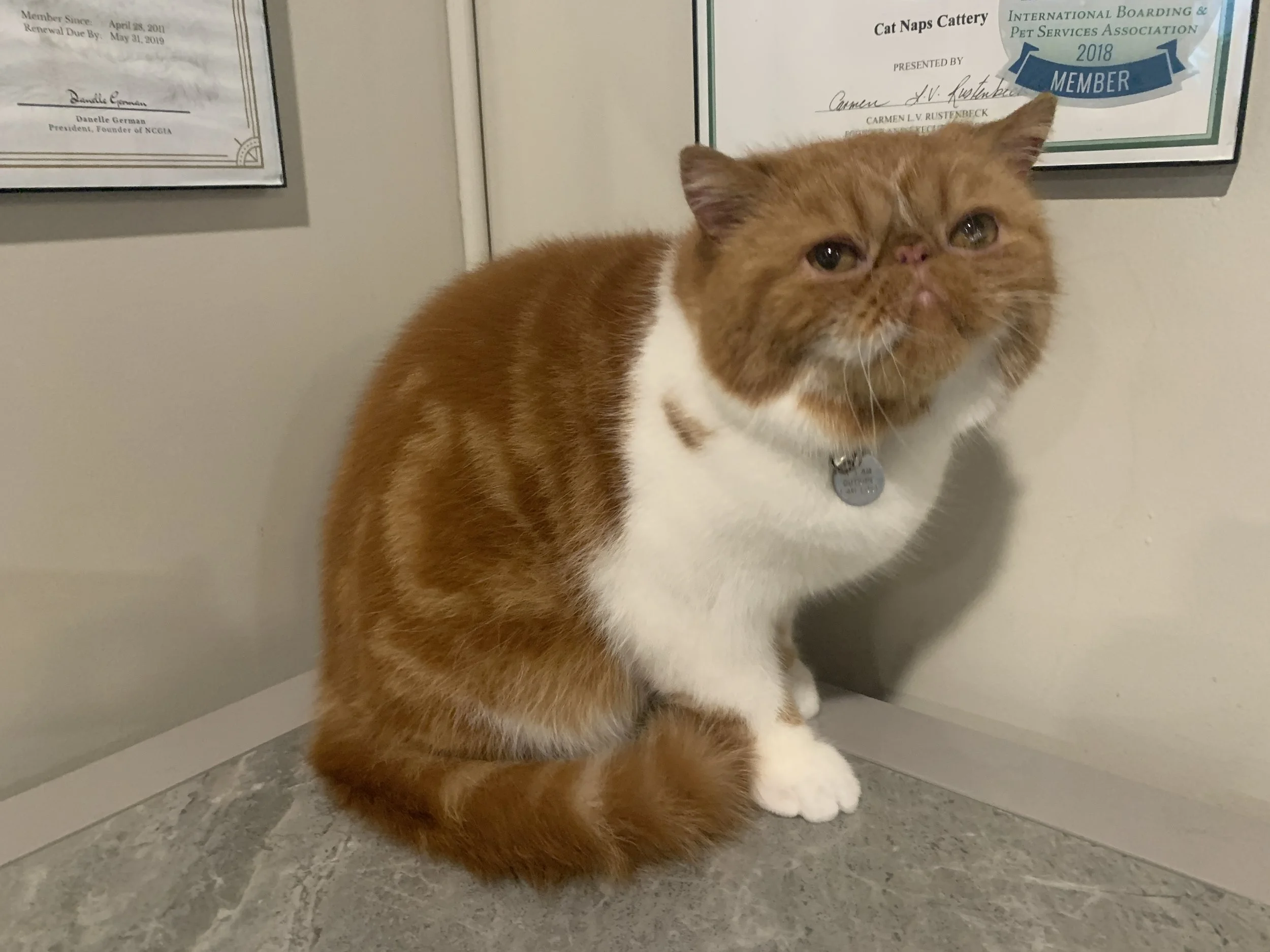 Grooming — Cat Naps