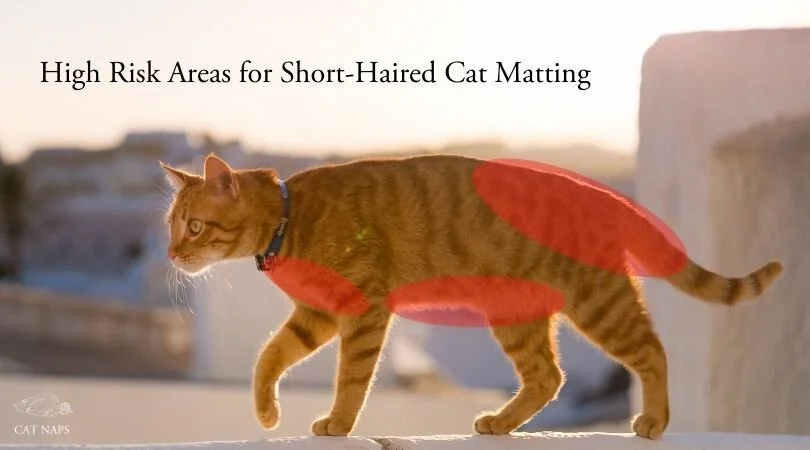 View of How Do Cats Get Matted? — Cat Naps