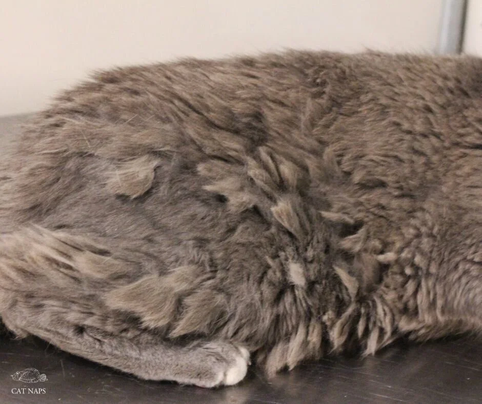 Removing Mats From Long Cat Hair photo