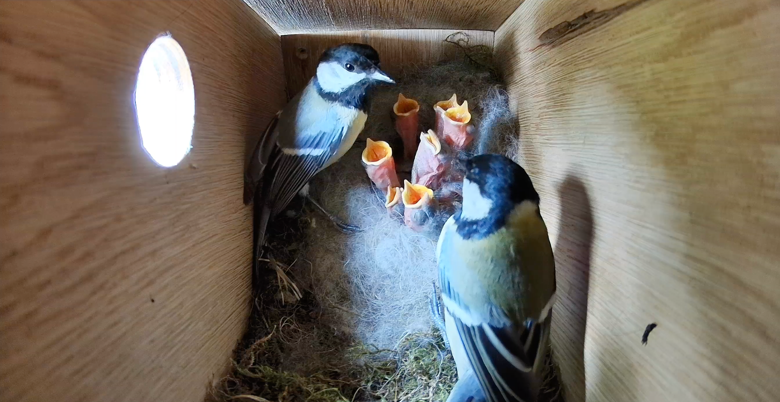 Lente Content