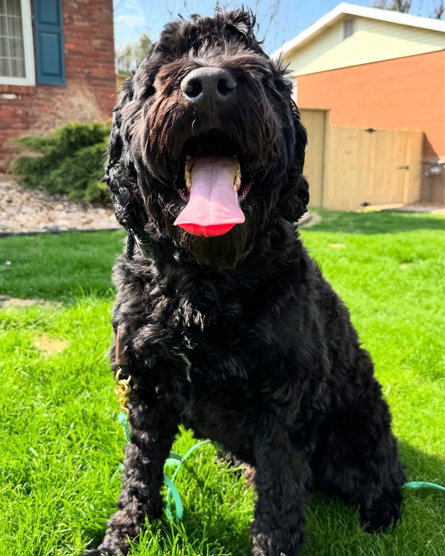 Welcome, Coop!

This Portuguese Water Dog is here for the next three weeks to level up his skills and become the best boy he can be. His family has already built a strong obedience foundation&mdash;we&rsquo;re just here to fine-tune, add reliability,
