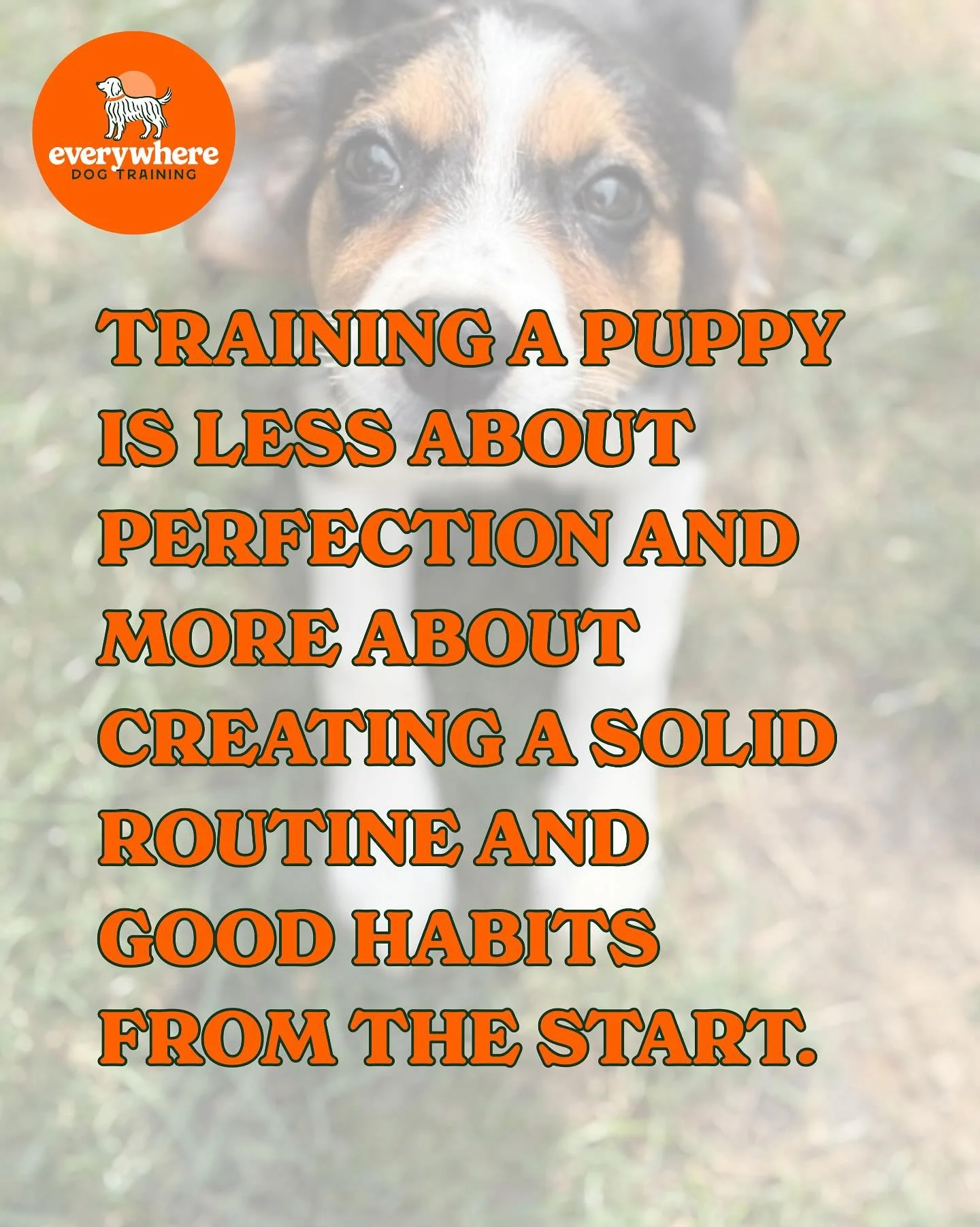 Want a well-trained dog? Start with less, not more.
When you bring home a new puppy, it&rsquo;s tempting to dive into everything: sit, stay, heel, tricks, you name it. That approach can leave you with an overwhelmed puppy and a frustrated owner.

I t