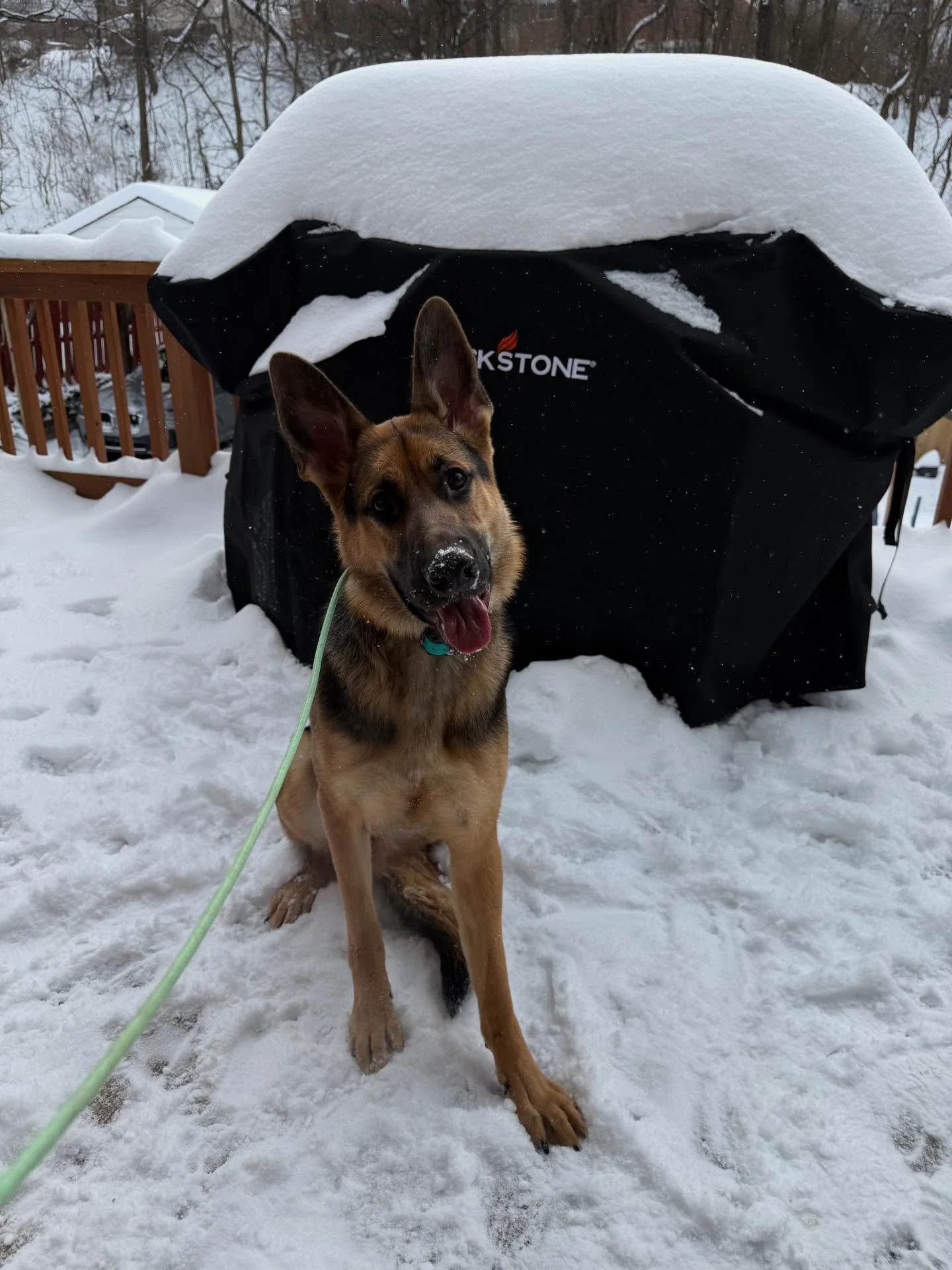 Welcome, Pippa!

Pippa is a one-year-old German Shepherd who just joined us for a board and train program. She&rsquo;s sweet, smart, and full of that classic shepherd energy. Her owners&rsquo; top goals are stopping the jumping, gaining better contro