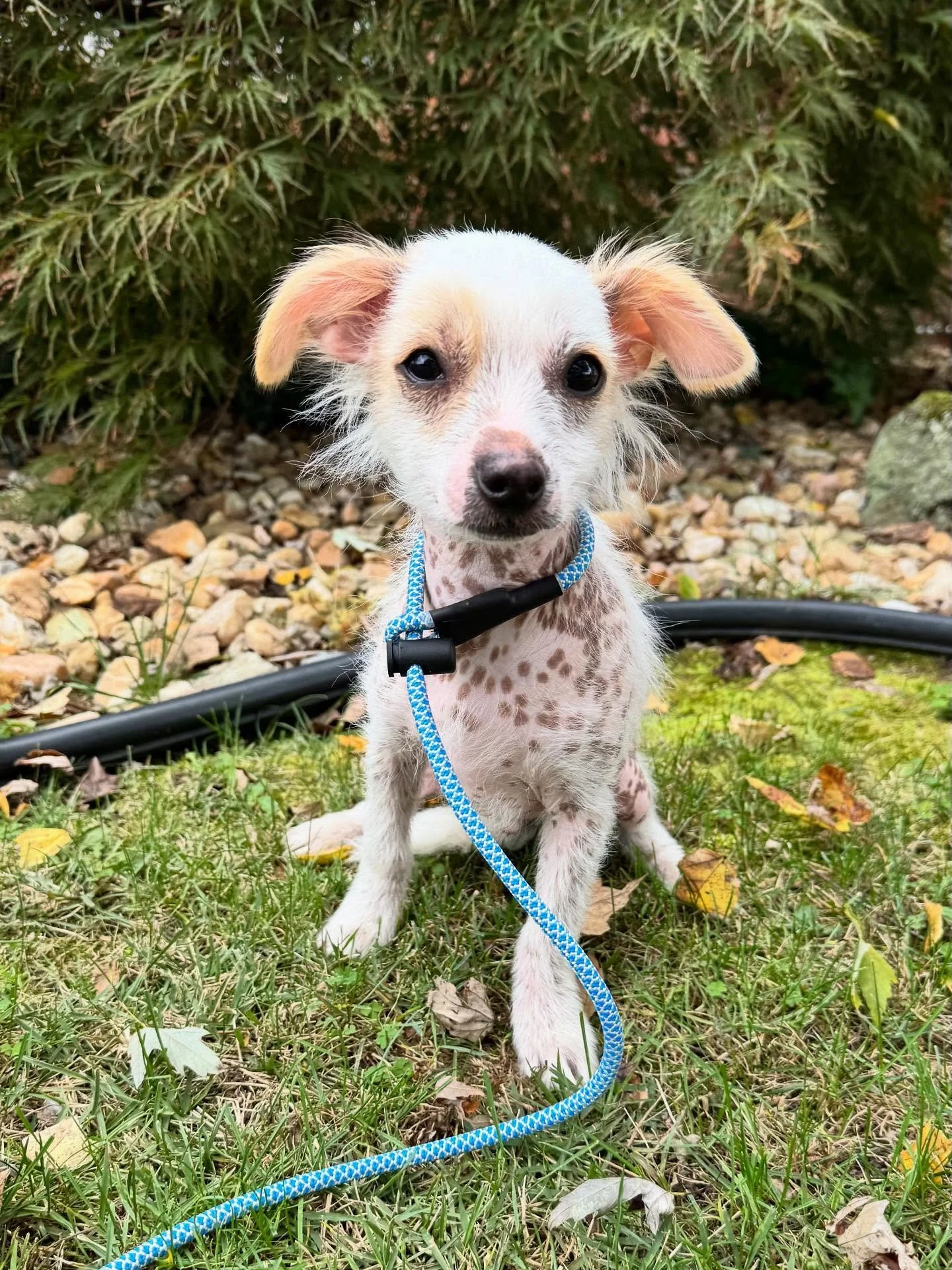 Welcome home, Sebastian! &hearts;️

When @sara.eastcoastbulldogrescue shared a photo of this little guy and his brother, I instantly knew he was meant to be ours. He&rsquo;s just four months old, so sweet and friendly, and already blending right into