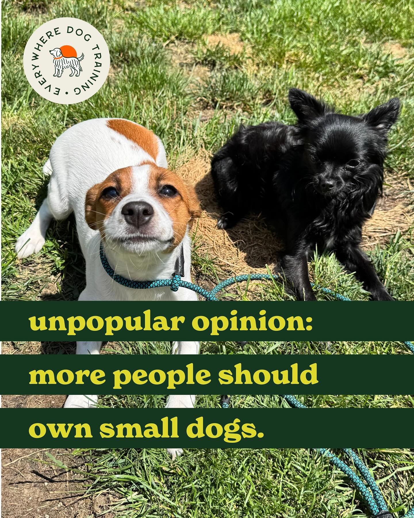 Every time I tell someone we now own a 4 lb Chihuahua mix, I get the same response: &ldquo;I never pictured you with a small dog!&rdquo;

Meet Margot. She&rsquo;s spunky, smart, loves to play, and gets along with people of all ages. Best of all, she 