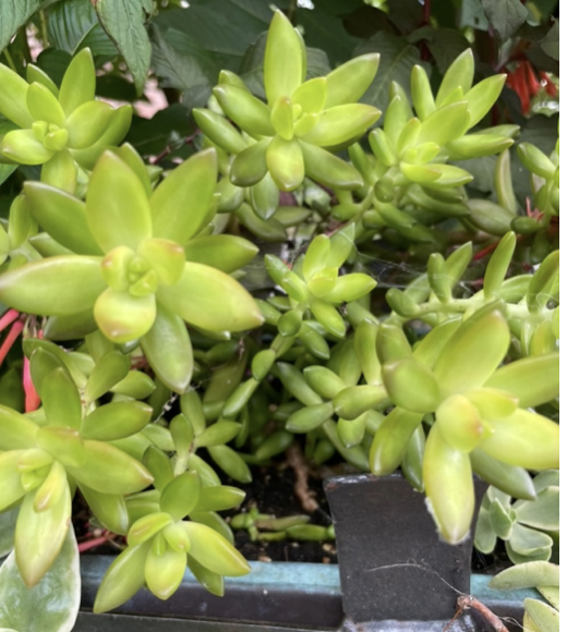 Sedum adolfi Raym, Coppertone stonecrop