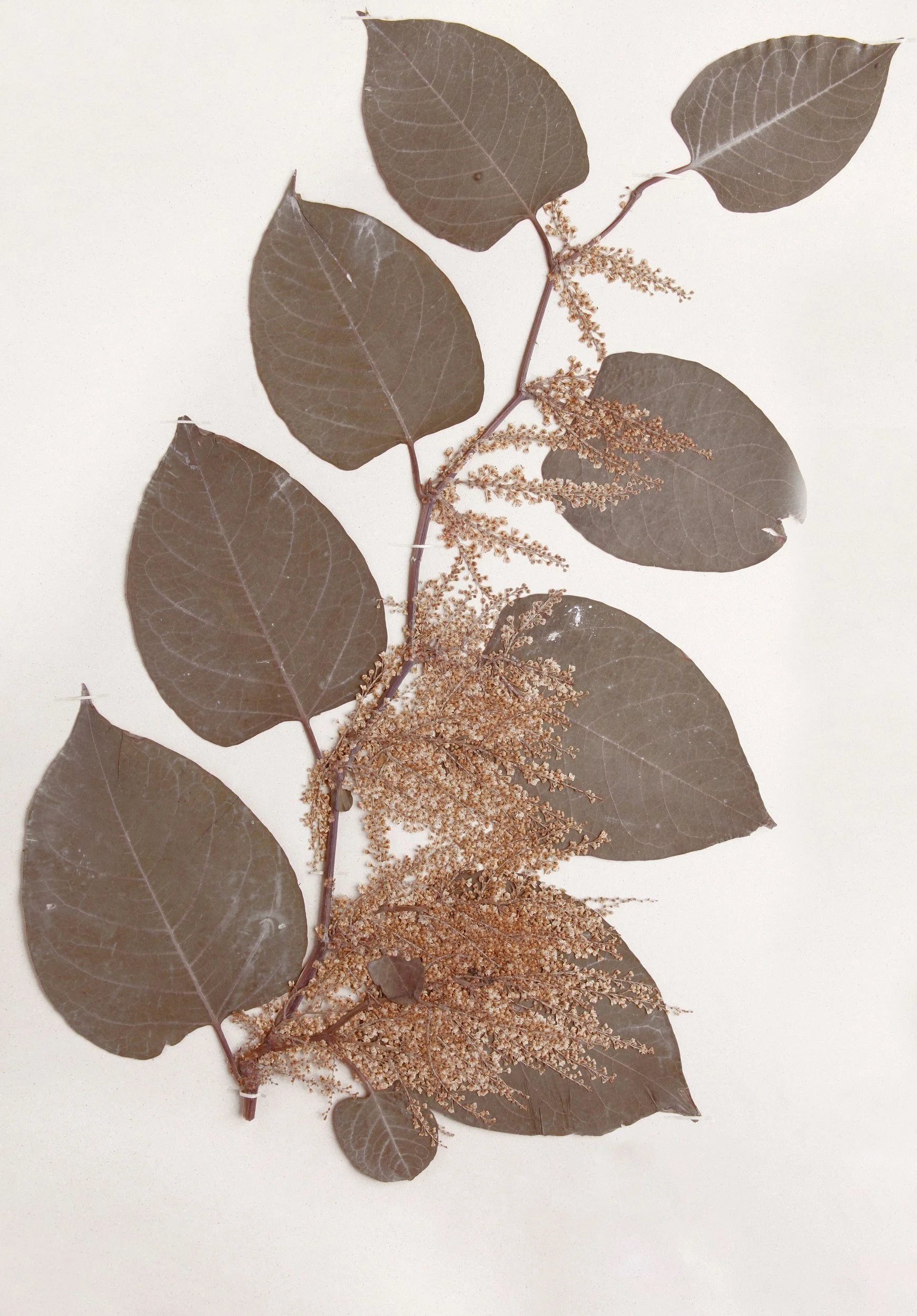 Japanese Knotweed