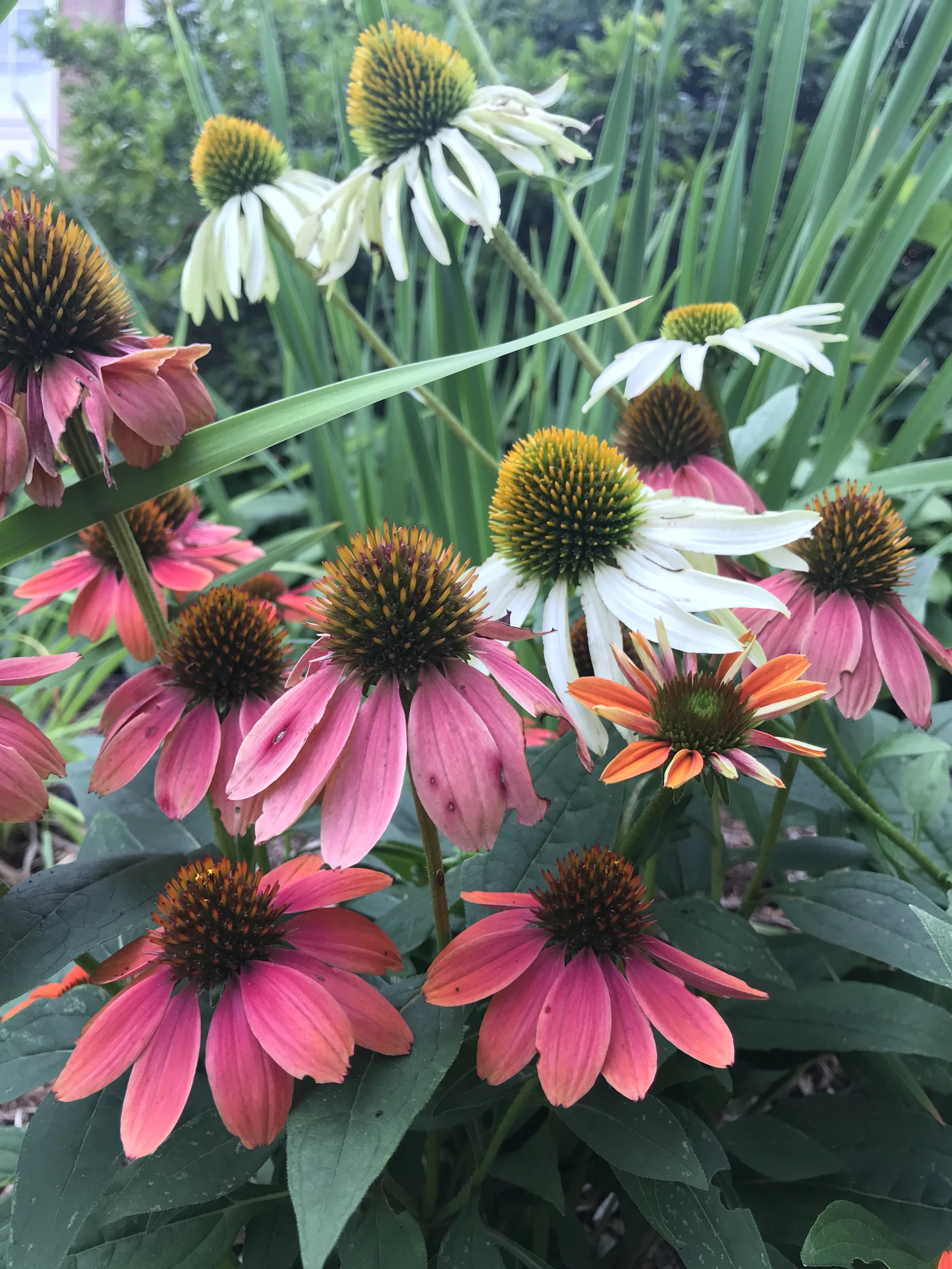 Dividing and Repotting Perennials for the Plant Sale
