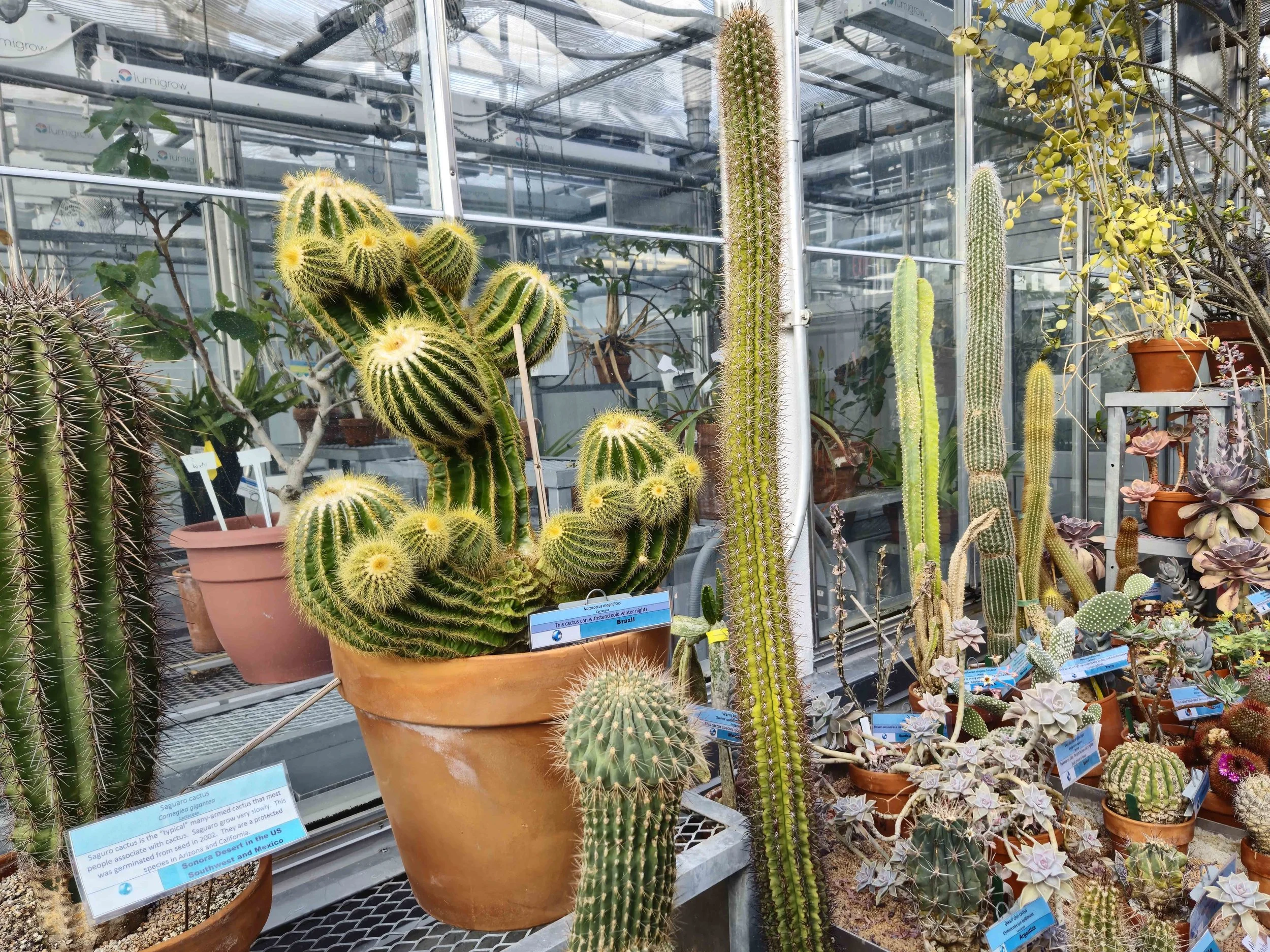 Succulents! @ Dartmouth Greenhouse 