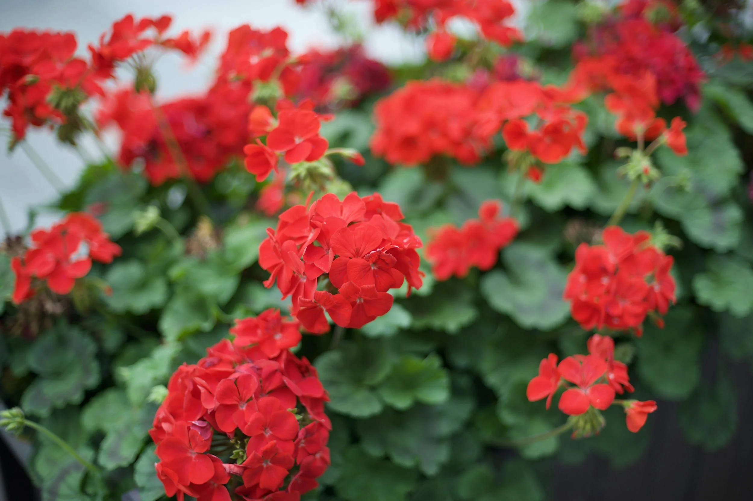 Geranium Workshop