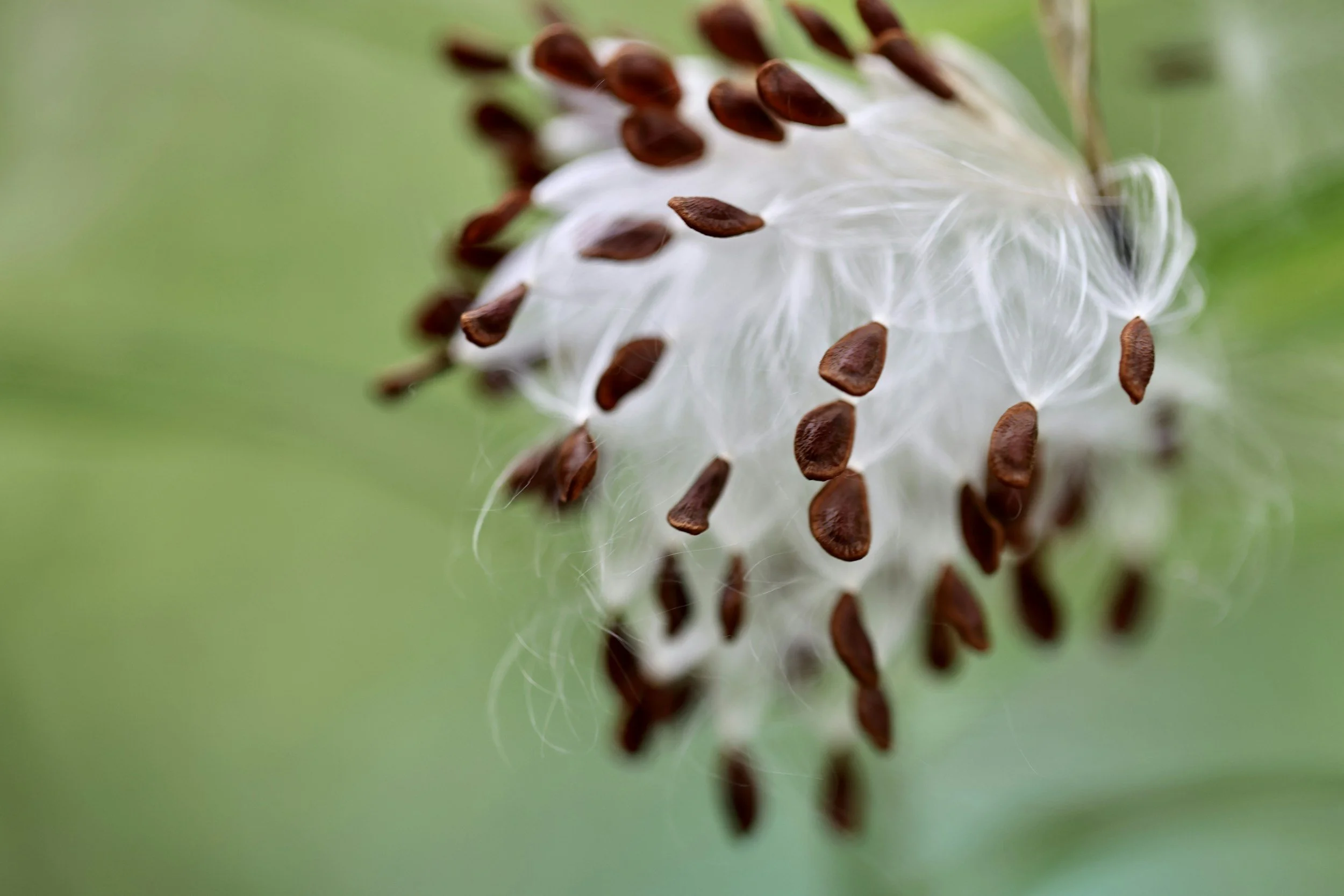 Sowing Native Seeds Workshop