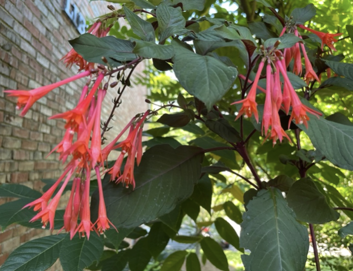 Fuchsia triphylla, Honeysuckle fuchsia