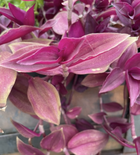 Tradescantia zebrina Bosse, Inchplant