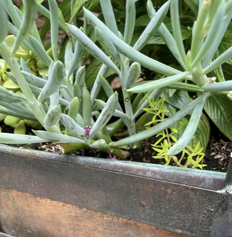 Curio talinoides, Blue fingers