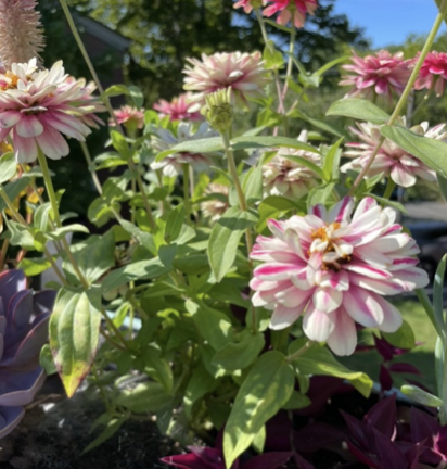 Zinnia angustifolia, Narrow leaf zinnia (pink & white stripe)