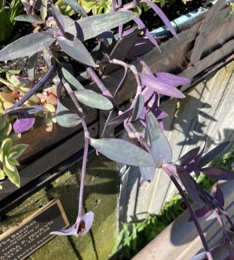Tradescantia palida, Purple heart