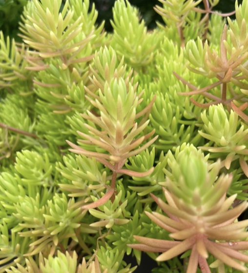 Sedum mexicanum Britton, Mexican stonecrop