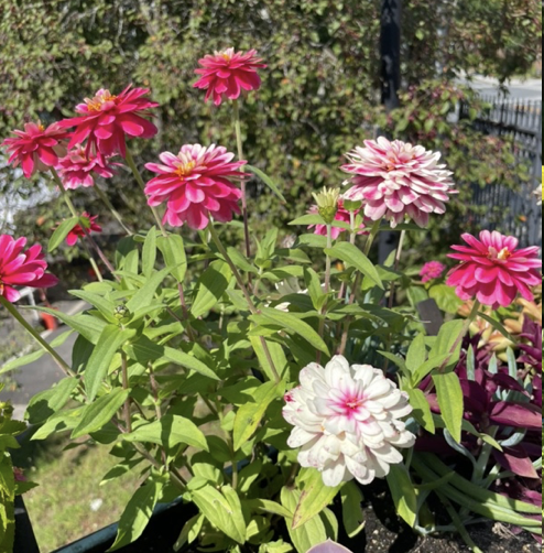 Zinnia angustifolia, Narrow leaf zinnia (pinks)