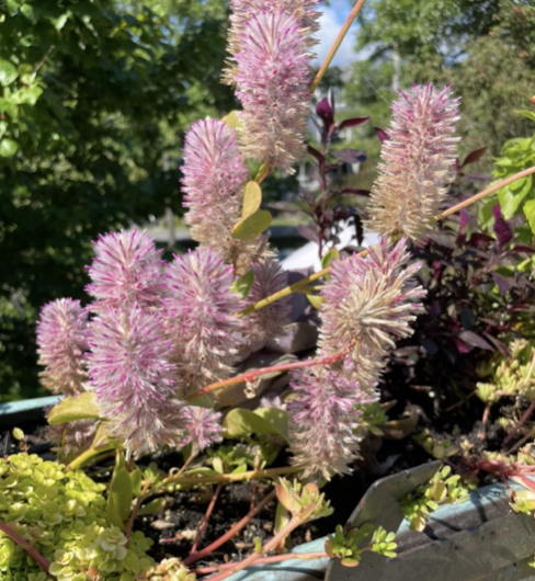 Ptilotus extenuatus, MullaMulla Joey