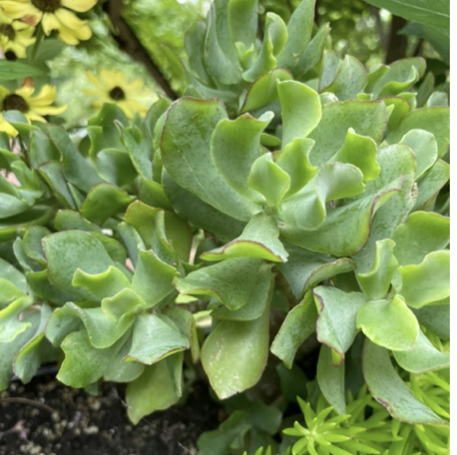 Crassula undulata, Dolly crassula