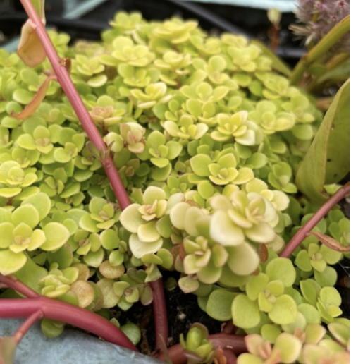 Sedum makinoi Maxim, Stonecrop